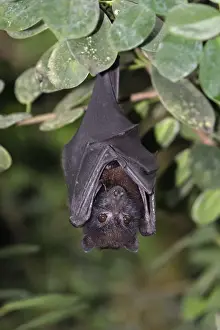 Island Flying Fox - resting during daytime, Lower Saxony, Germany