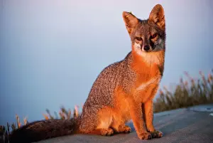 Foxes Prints: Island Grey Fox