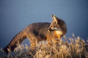 Images Dated 19th June 2007: Island Grey Fox