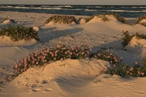 Isle of Bornholm flowers at coastal beach