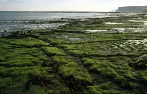 Tides Prints: Isle of Wight - very low tide - Whitecliff bay & Bembridge ledges