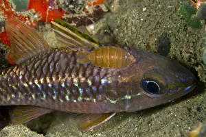 Cardinalfish Prints: Isopod - on a Cardinalfish (Apogon apogonidae) - Indonesia
