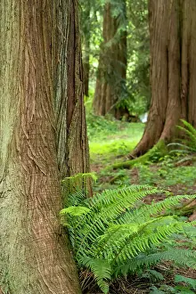 Issaquah, Washington State, USA. Western Redcedar tree trunks with western sword ferns. Date: 01-06-2020