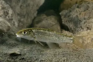 Barbel Prints: Italian Barbel - young - Tuscany - Italy