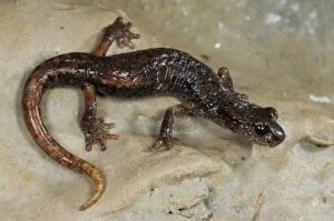 Images Dated 30th January 2010: Italian Cave Salamander