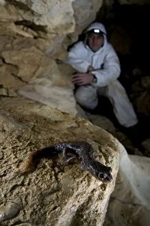 Approaching Gallery: Italian Cave Salamander - with speleologist approaching