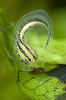 Images Dated 7th March 2010: Italian Crested Newt - embryo