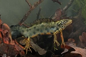 Images Dated 19th February 2010: Italian Crested Newt - in habitat - Italy