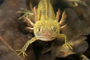 Images Dated 13th April 2011: Italian Crested Newt - Larva in habitat - Italy