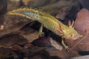 Images Dated 13th April 2011: Italian Crested Newt - Larva in habitat - Italy