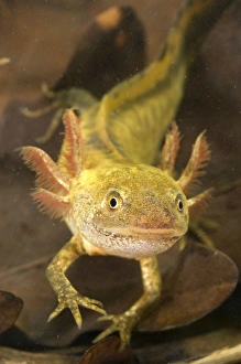 Images Dated 13th April 2011: Italian Crested Newt - Larva in habitat - Italy