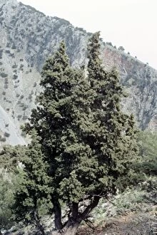 Images Dated 23rd March 2011: Italian Cypress - Samaria Gorge - Crete