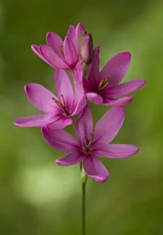 Italian Gladiolus / Field gladiolus / Common Sword-lily
