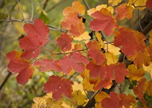 Images Dated 22nd October 2005: Italian maple, with strong autumn colour. In maritime alps