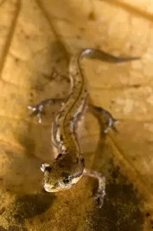 Juveniles Prints: Italian newt - young - Abruzzo - Italy