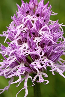 Images Dated 5th April 2007: Italian Orchid, or Naked Man Orchid