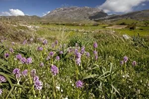 Italian Orchids - on Gious Kambos plateau