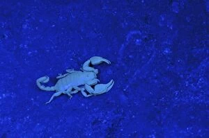 Images Dated 9th April 2011: Italian Scorpion under UV light