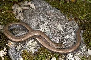 Images Dated 3rd July 2010: Italian Slow Worm - female