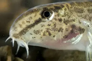 Loach Prints: Italian Spined Loach - Italy