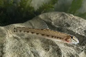 Italian Spined Loach - Italy
