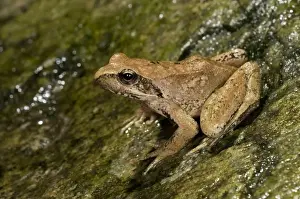Endemic Prints: Italian Stream Frog - Apennine Mountains - Italy