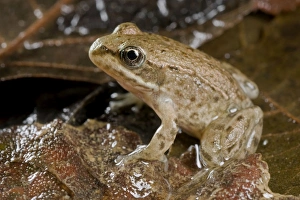 Images Dated 2nd October 2009: Italian Stream Frog - Tuscany - Italy