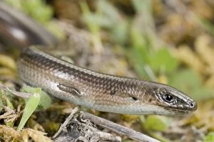 Images Dated 4th April 2009: Italian Three-toed Skink - Sicily
