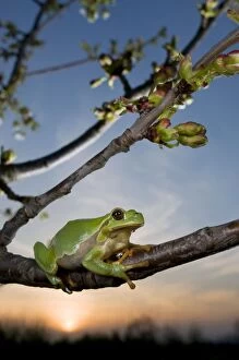 Images Dated 7th April 2010: Italian Tree Frog - female at dusk