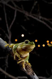Anura Gallery: Italian Tree Frog - in habitat - at night