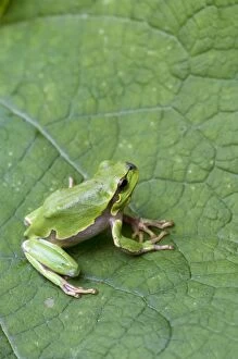 Images Dated 1st June 2008: Italian Tree Frog - on leaf - Tuscany - Italy