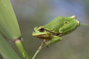 Images Dated 31st May 2008: Italian Tree Frog - Tuscany - Italy