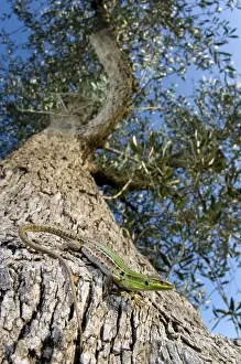 From Below Prints: Italian Wall Lizard - female on an olive tree - Italy