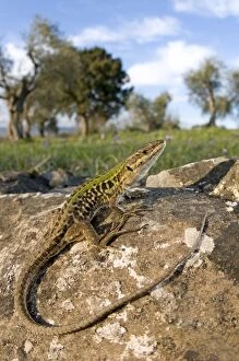Images Dated 27th March 2010: Italian Wall Lizard - in habitat - male - Tuscany - Italy