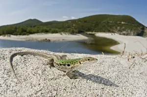 Italian Wall Lizard - male in habitat - Ostriconi - Corsica - France