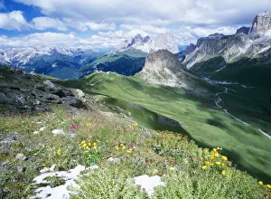 Lousewort Prints: Italy Alpine flowers after new snow, Sella group, Dolomites, Rose-root, Lousewort
