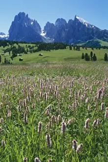 Italy Masses of Bistort, Polyagonium Bistorta on damp meadows above Ortisea, Dolomites