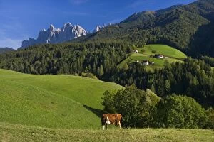 Images Dated 5th October 2011: Italy - panoramic view and grazing cattle in front