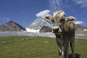 Images Dated 16th April 2014: Italy, Stelvio National Park, cattle of