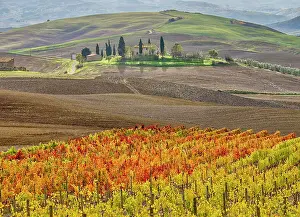 Tourist Prints: Italy, Tuscany. Colorful vineyard in autumn. Date: 12-11-2016