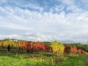 Italy, Tuscany. Colorful vineyards in autumn with blue skies and clouds. Date: 11-11-2016