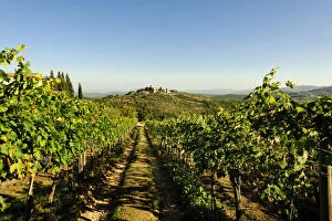 Images Dated 8th June 2011: Italy, Tuscany, Greve. The vineyard of Castello