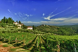 Images Dated 27th August 2012: Italy, Tuscany, Greve. The vineyards of