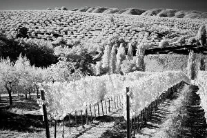 Southern Collection: Italy Tuscany, Infrared image of vineyards in southern Tuscany. Date: 03-10-2011
