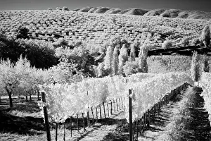 Tranquil Prints: Italy Tuscany, Infrared image of vineyards in southern Tuscany. Date: 03-10-2011