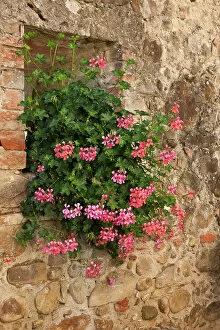 Wall Gallery: Italy, Tuscany. Pink ivy geraniums blooming in a