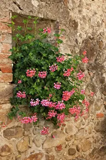 Window Prints: Italy, Tuscany. Pink ivy geraniums blooming in a window in Tuscany. Date: 20-09-2010