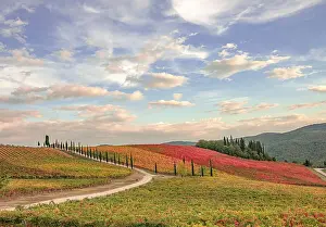 Pienza Prints: Italy, Tuscany, vineyard Date: 26-10-2018