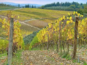 Tourist Prints: Italy, Tuscany. Vineyard near Radda in Chianti in the fall. Date: 09-11-2016