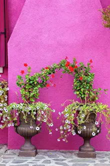 Eggers Prints: Italy, Venice, Burano Island. Urns planted with flowers against a bright pink wall on Burano Island